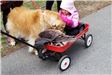 Golden retriever with a young girl in a cart.