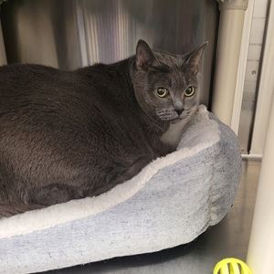 blue grey domestic short hair