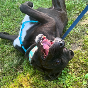 black lab shepherd mix